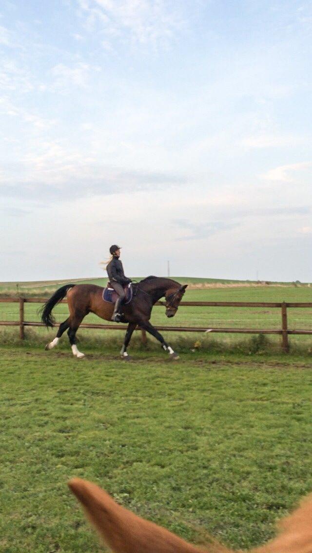 Holstener Connery billede 16