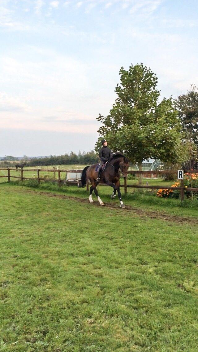 Holstener Connery billede 3