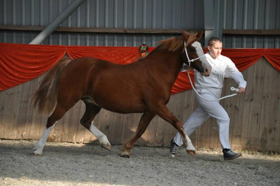 Welsh Pony af Cob-type (sec C) Rosengårdens Nadina - Til oktobershow d.04 oktober 2014 :-) Foto: foto by herskind billede 11