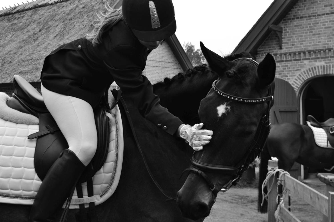 Dansk Varmblod Rush it billede 8