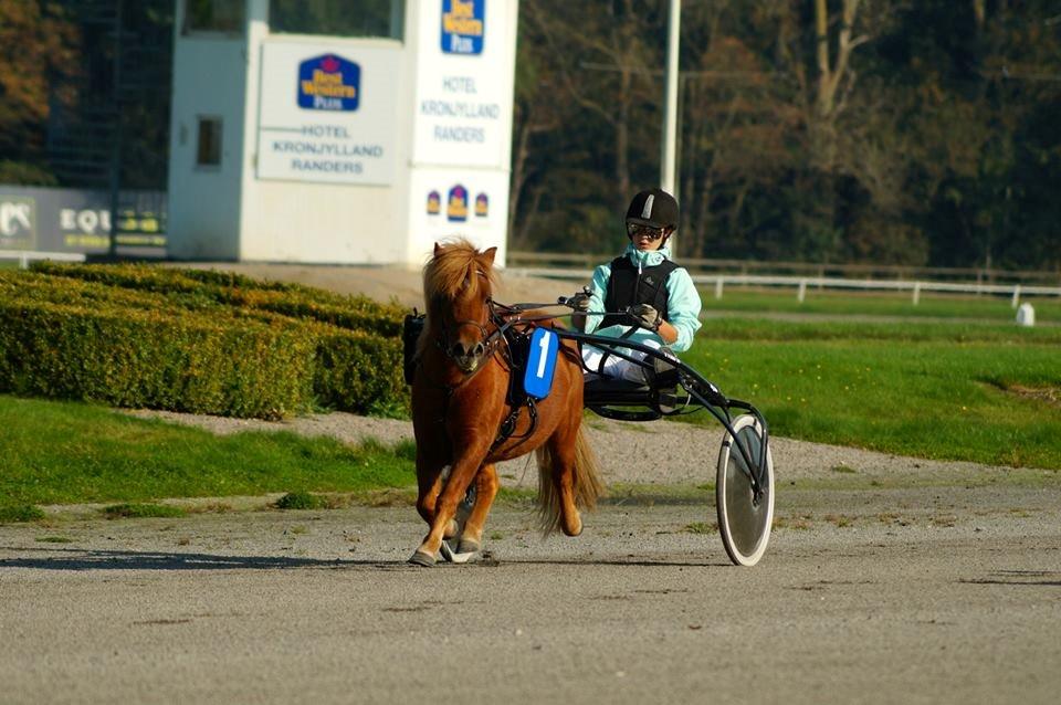 Shetlænder Lukas *Låner* - I løb - 3. plads <3 billede 15