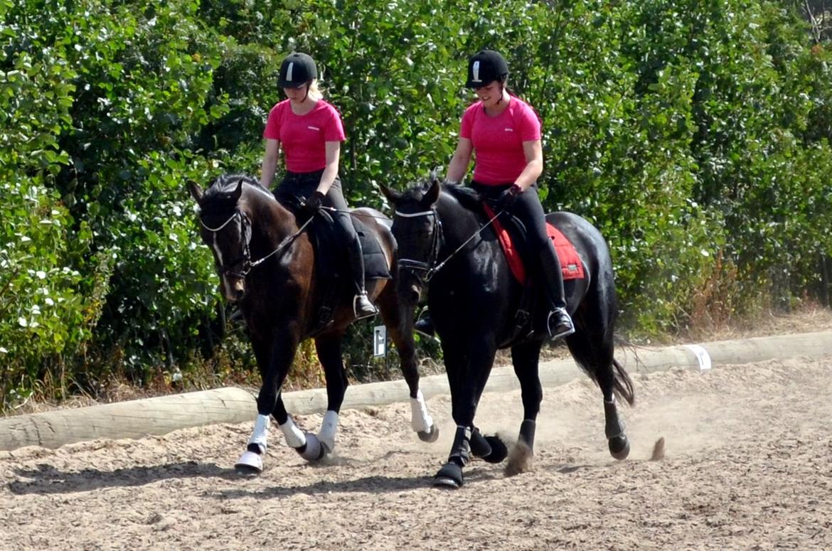 Dansk Varmblod / Sportspony   November Surprise - Mine to gamle heste Novi og Bianca <3 billede 30