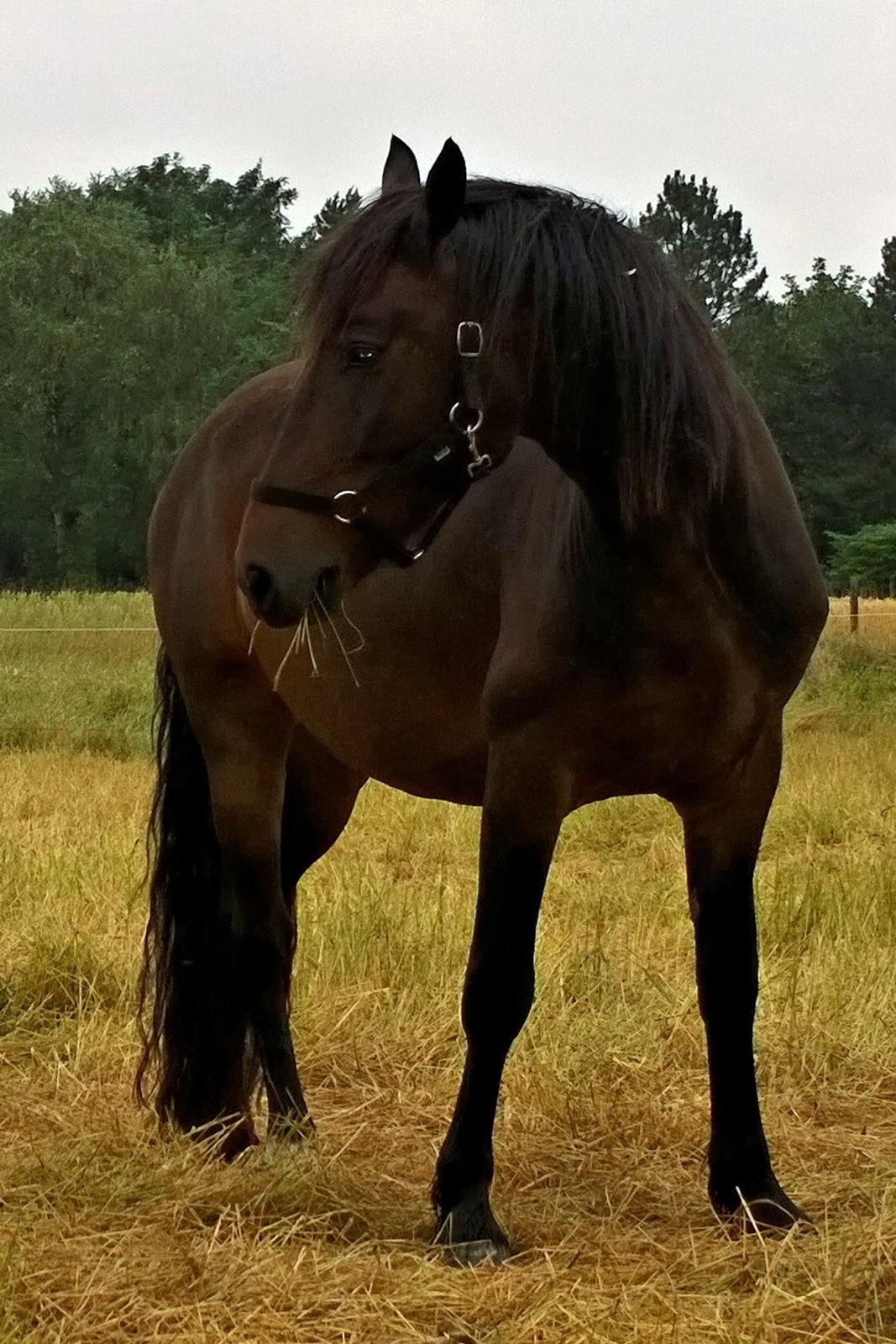 Welsh Cob (sec D) Alettico (Letti) - sommer 2014 billede 2