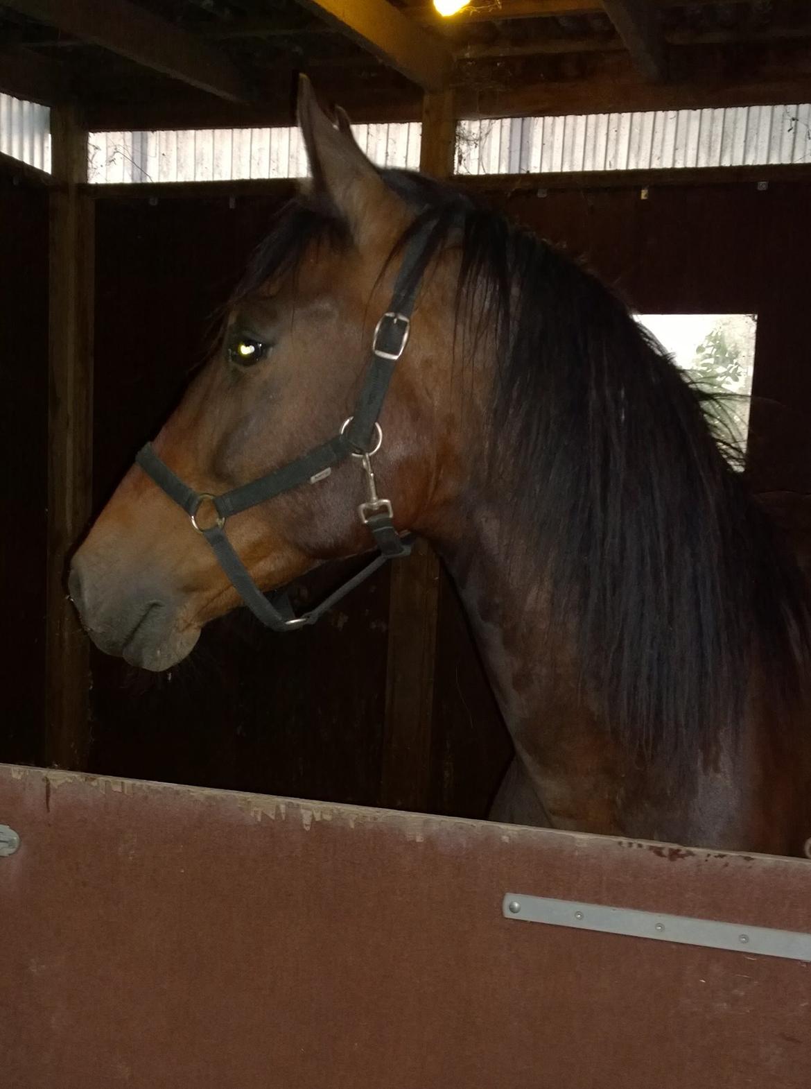 Welsh Cob (sec D) Alettico (Letti) billede 19