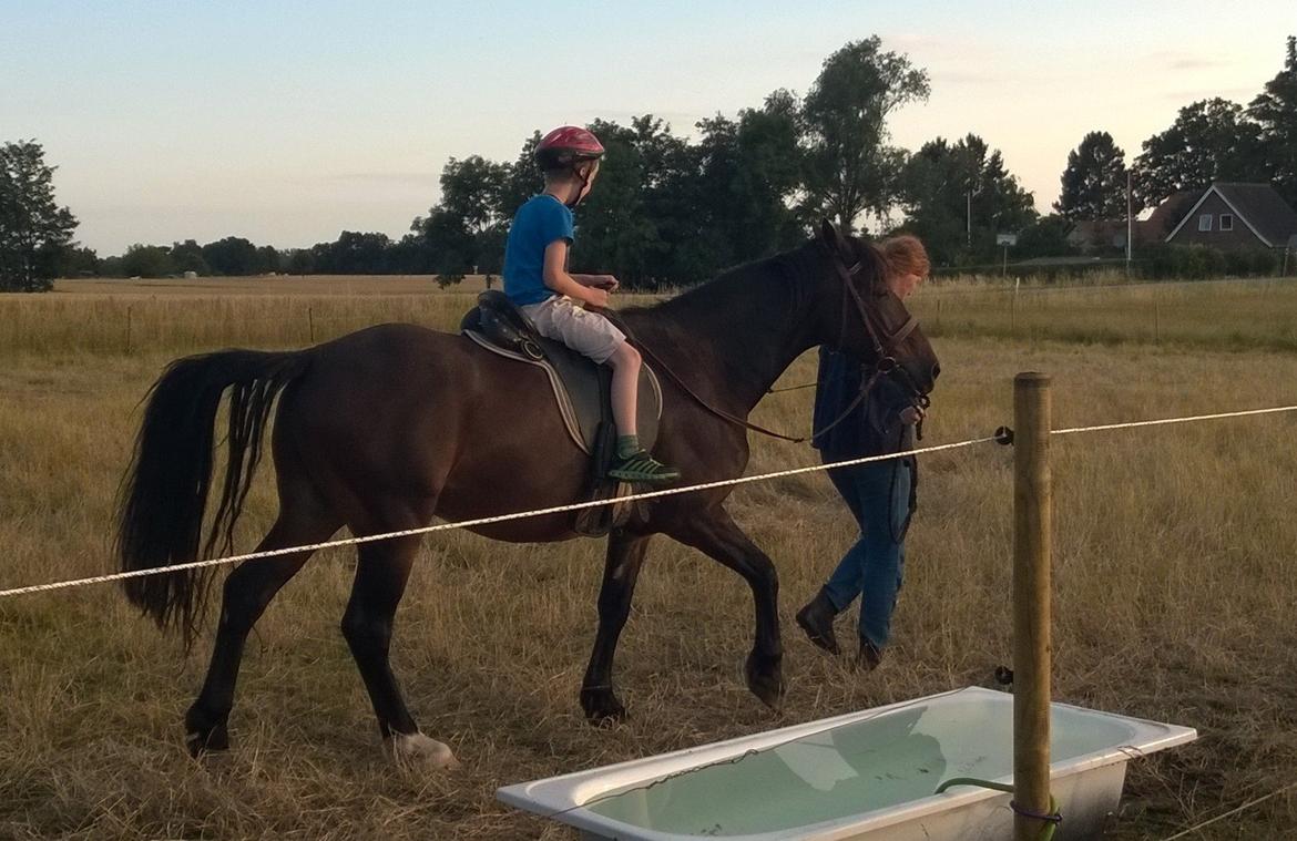 Welsh Cob (sec D) Alettico (Letti) billede 14