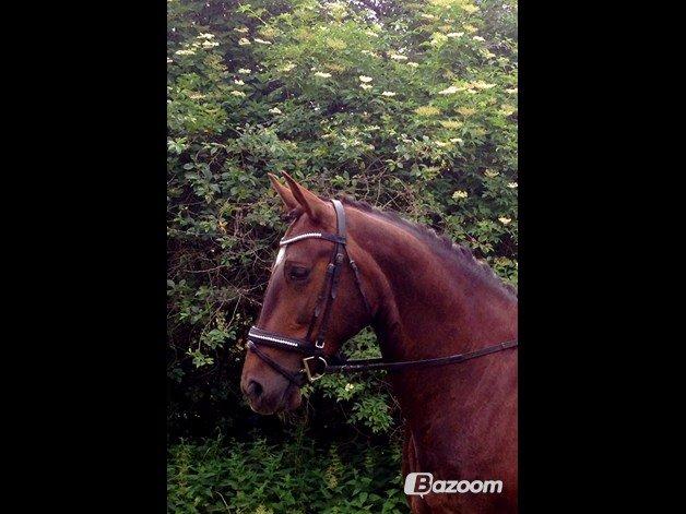 Oldenborg Etasja af Hvarre billede 37