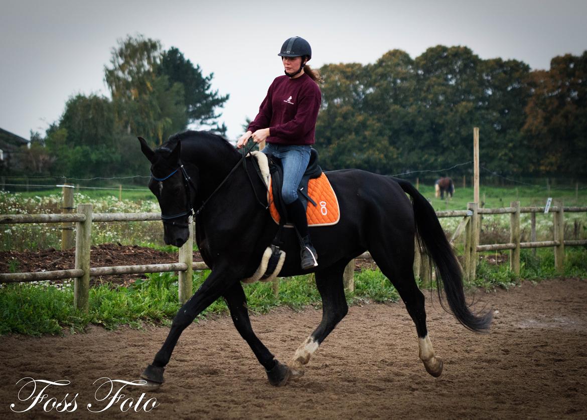 Oldenborg Safian's Con'nero billede 12