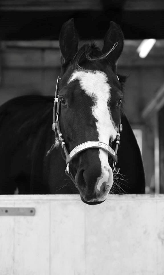 Paint CLP COLONELS LAIDBACK billede 6