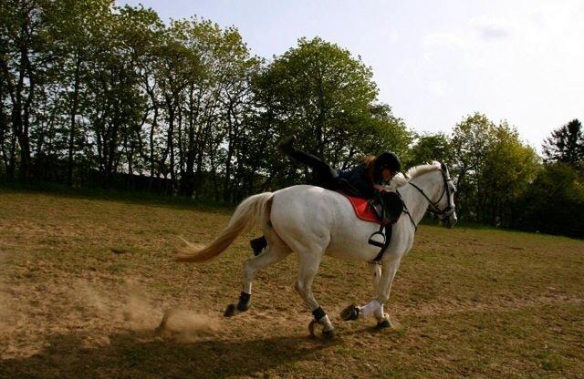 Anden særlig race sølvmosegårds Seniorita (Molly) <3 billede 7