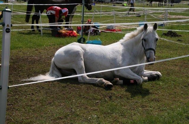 Anden særlig race sølvmosegårds Seniorita (Molly) <3 billede 8