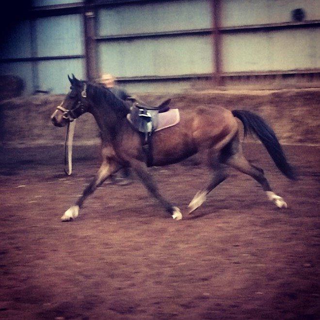 DSP Starhorse Fadooma billede 5