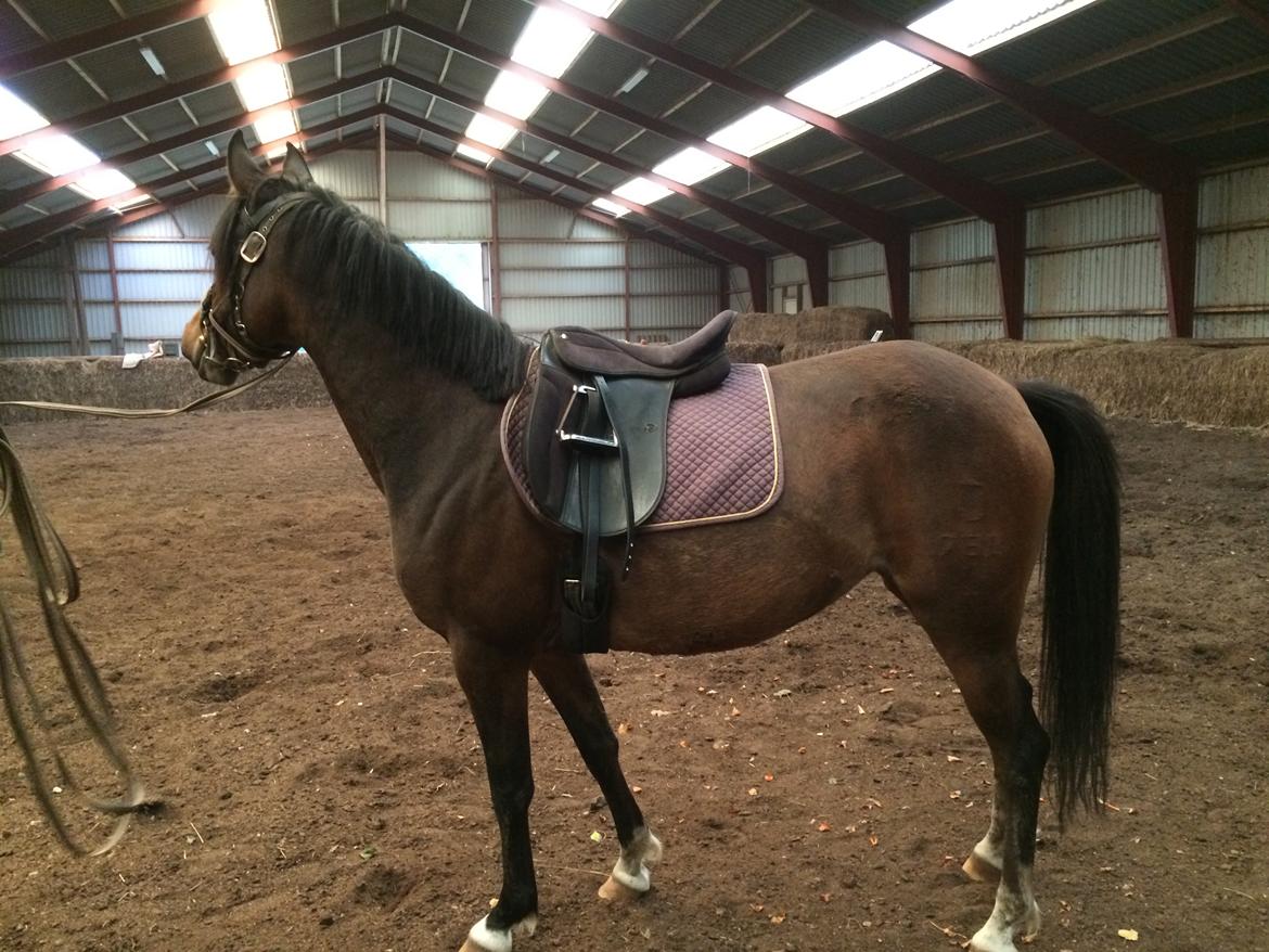 DSP Starhorse Fadooma billede 7