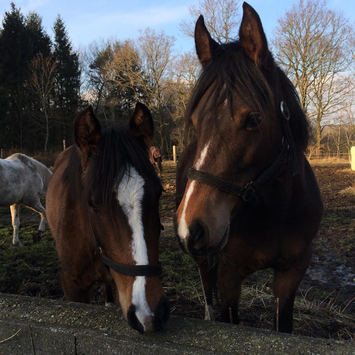 DSP Starhorse Fadooma billede 8