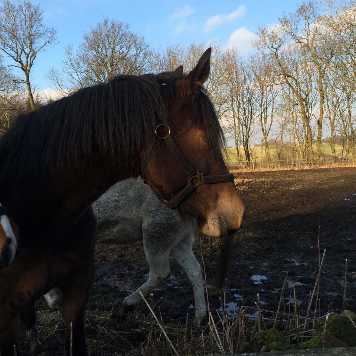 DSP Starhorse Fadooma billede 9