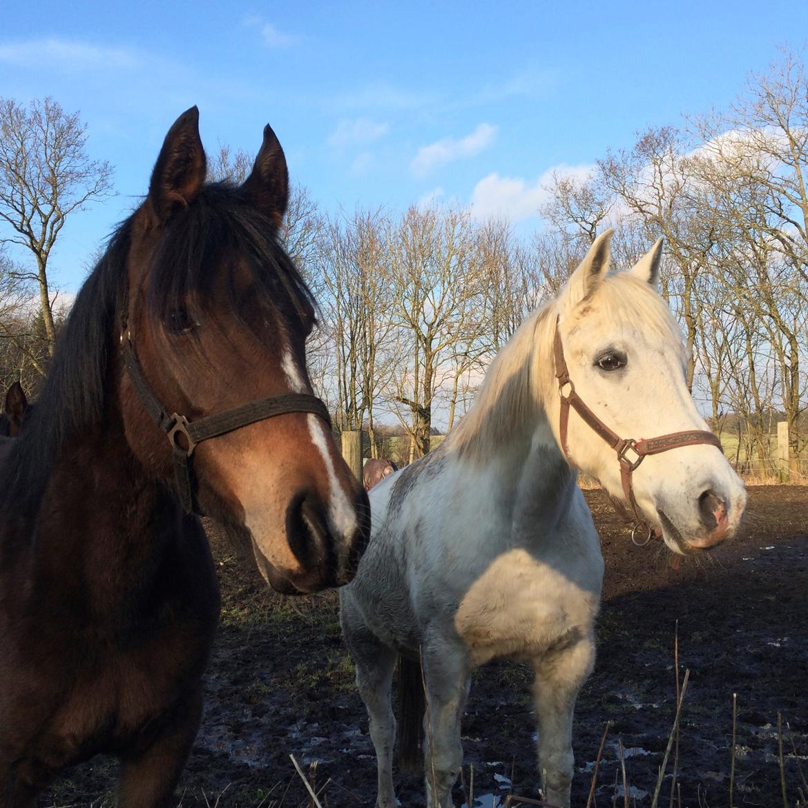 DSP Starhorse Fadooma billede 4