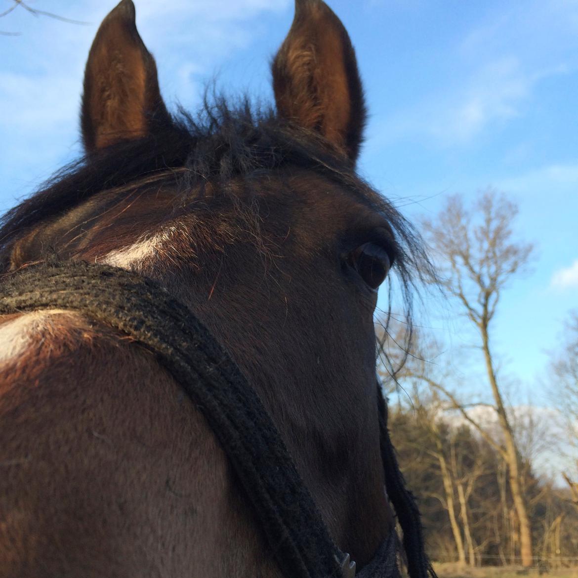 DSP Starhorse Fadooma billede 10