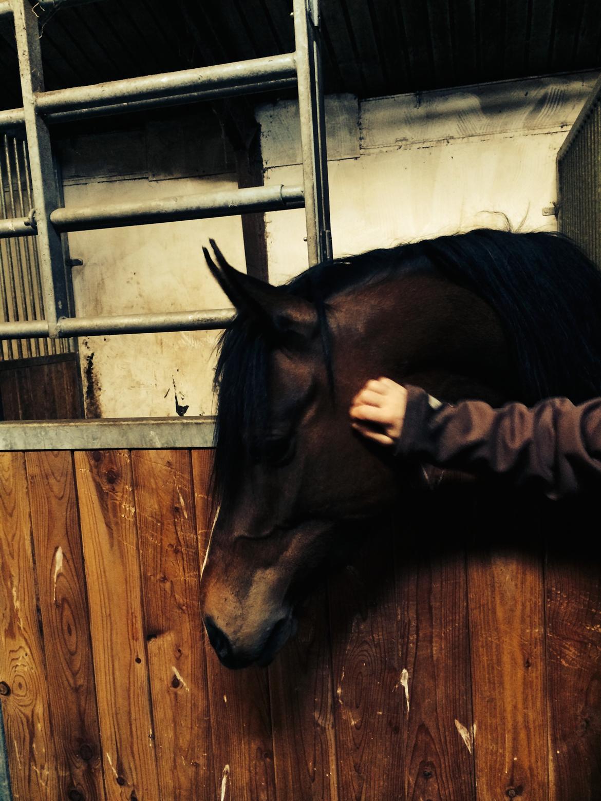 DSP Starhorse Fadooma billede 11