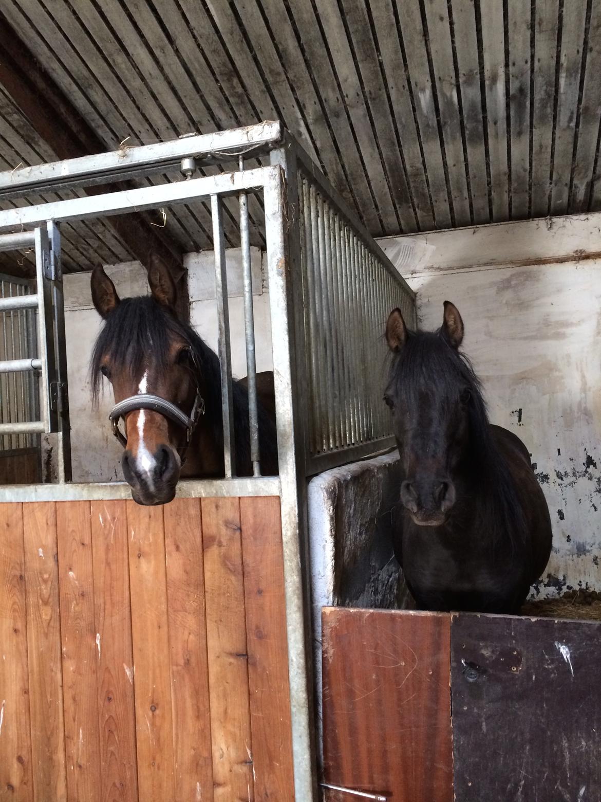 DSP Starhorse Fadooma billede 12