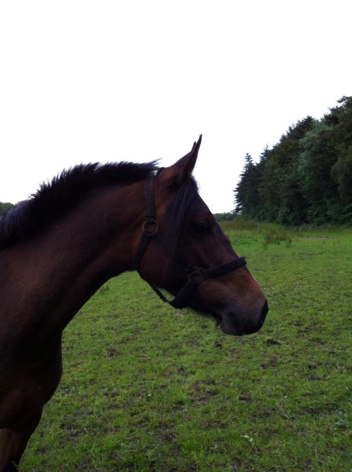 DSP Starhorse Fadooma billede 6