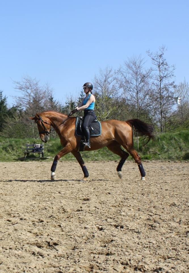 Dansk Varmblod Fine Miss Sunshine billede 1