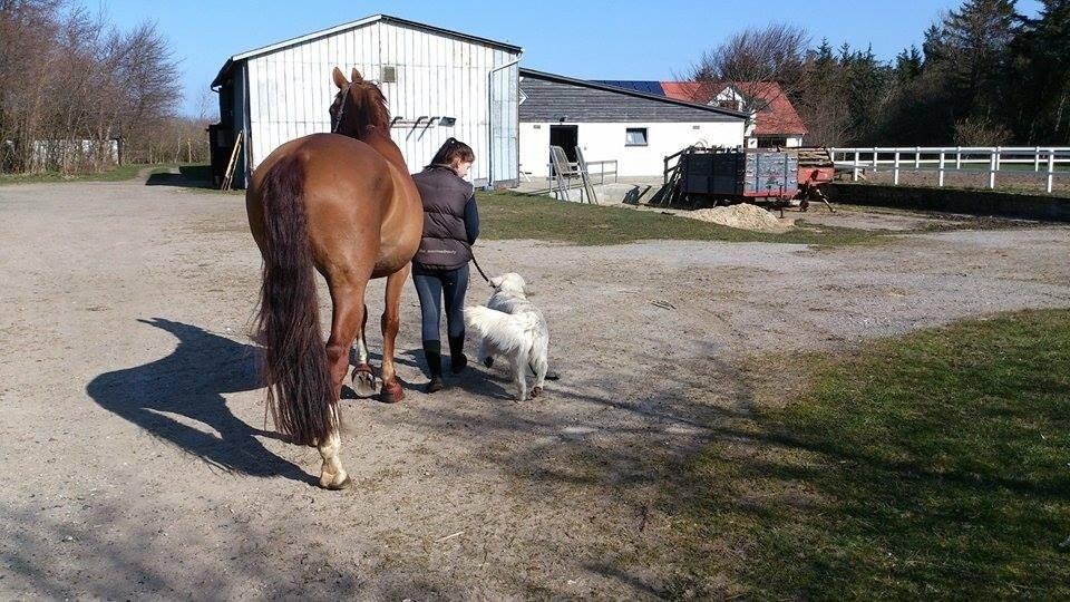 Dansk Varmblod Fine Miss Sunshine billede 2