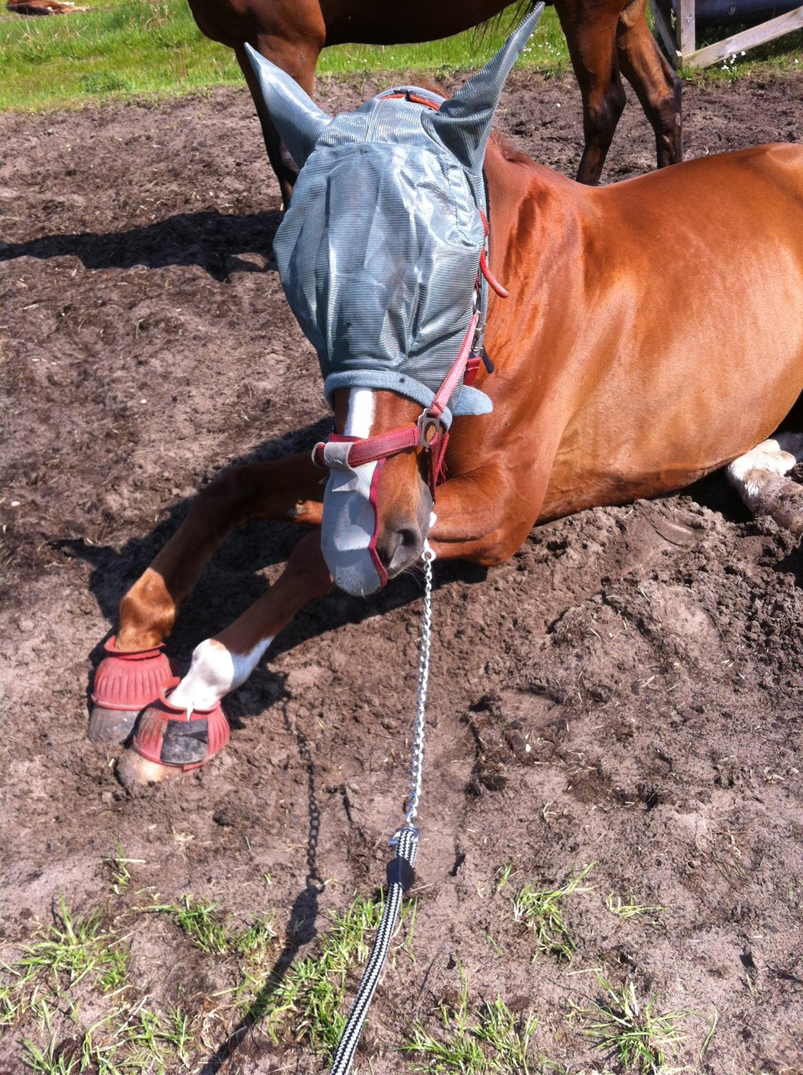 Dansk Varmblod Fine Miss Sunshine billede 3