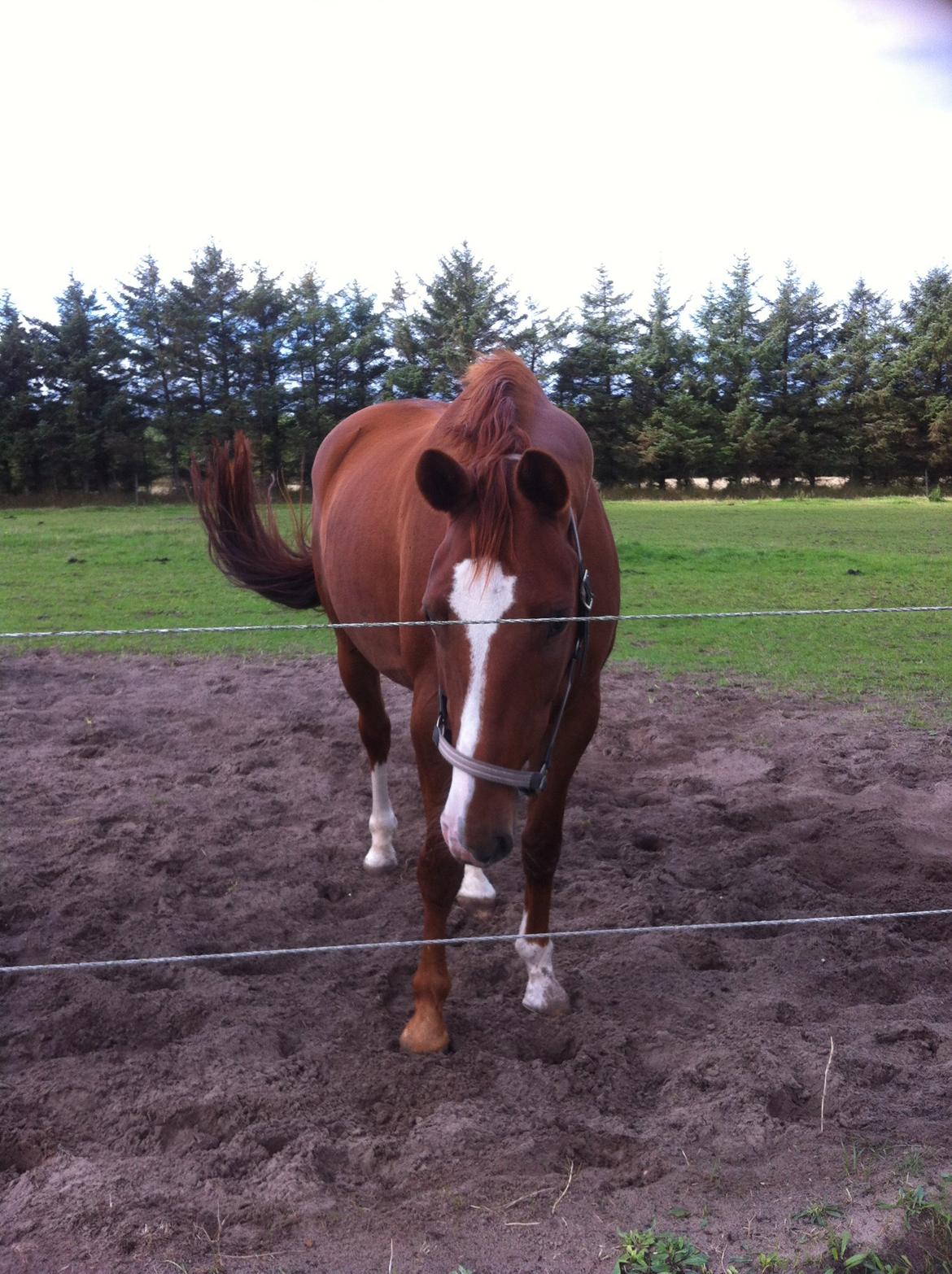 Dansk Varmblod Fine Miss Sunshine billede 4