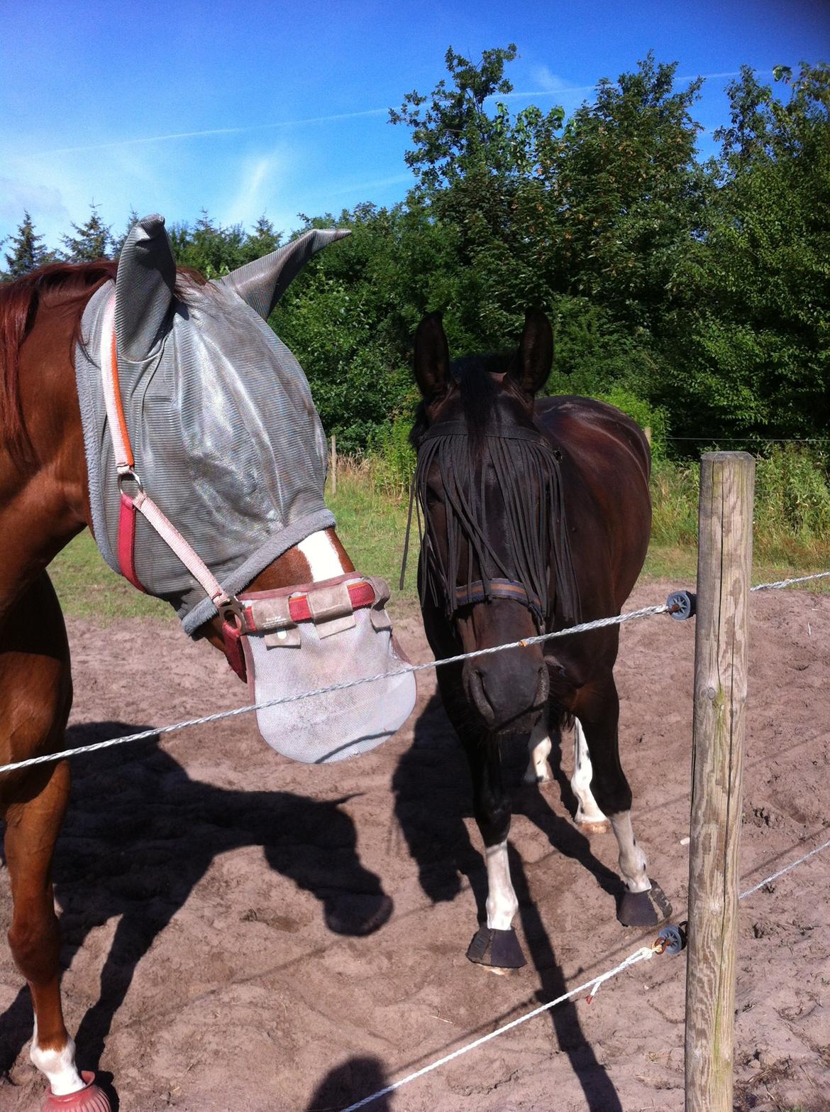 Dansk Varmblod Fine Miss Sunshine billede 5