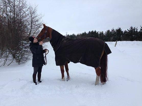 Dansk Varmblod Fine Miss Sunshine billede 6