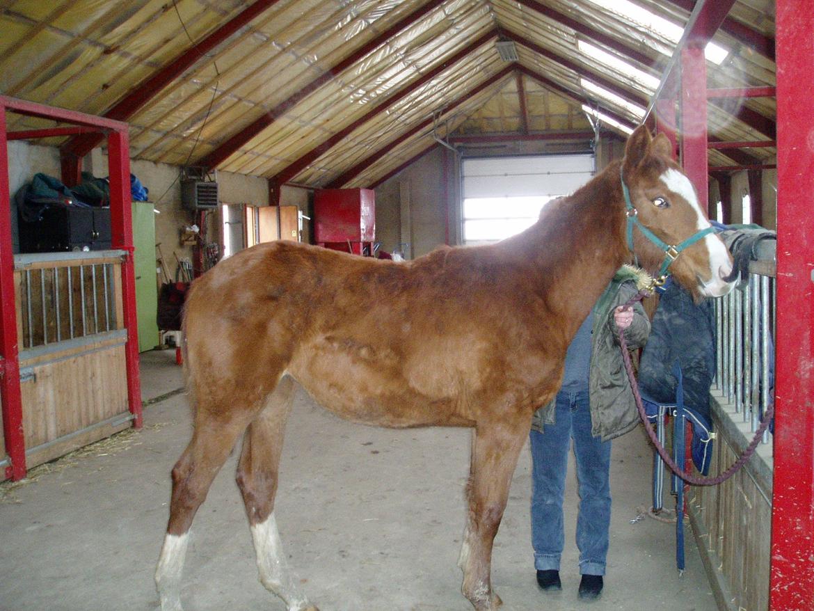 Dansk Varmblod Fine Miss Sunshine billede 7