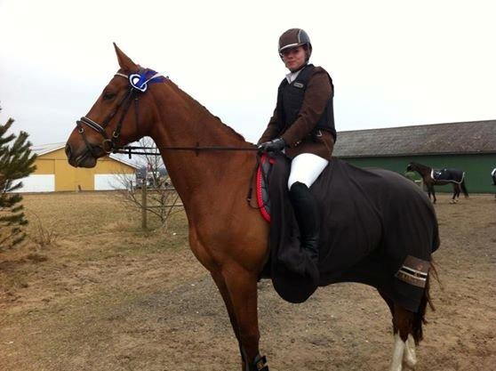 Dansk Varmblod Fine Miss Sunshine billede 8