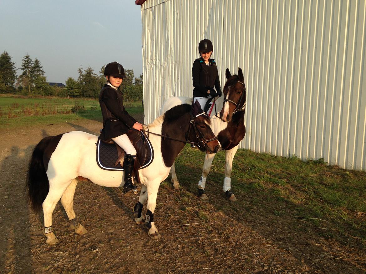 Pinto Sunrise Von Torresco (Justin) <3 - Min gamle pony magnum! vi havde ham som føl... sjovt at se ham igen! <3 billede 20