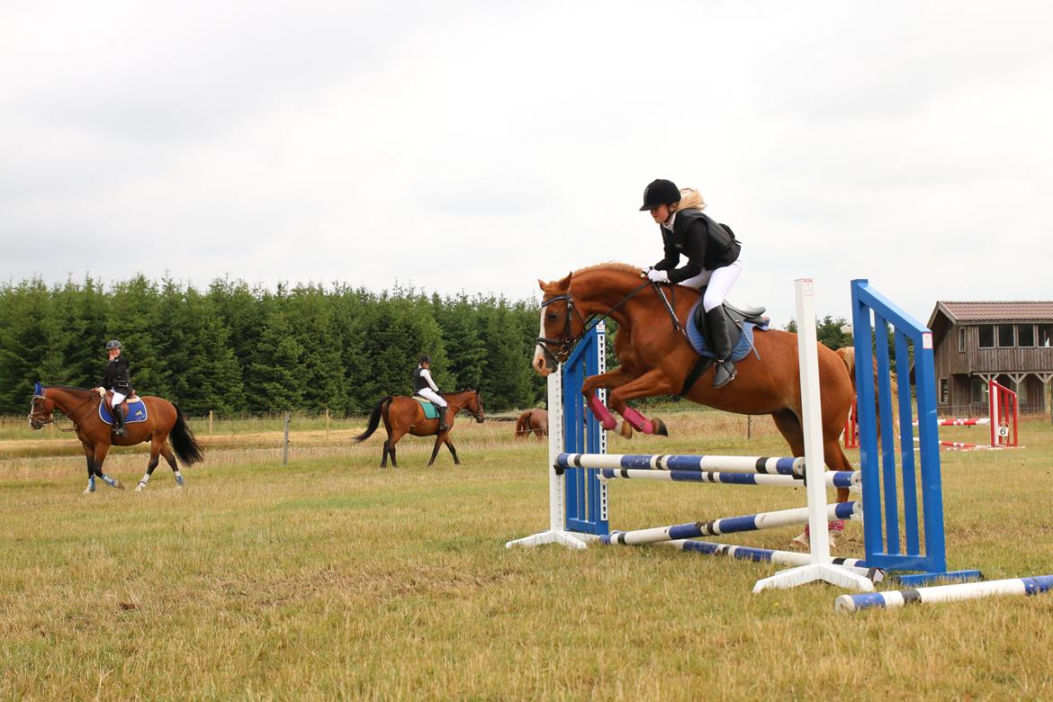 Welsh Cob (sec D) Star - Da mig og Star var på vores første rideelejr sammen (2014) billede 7