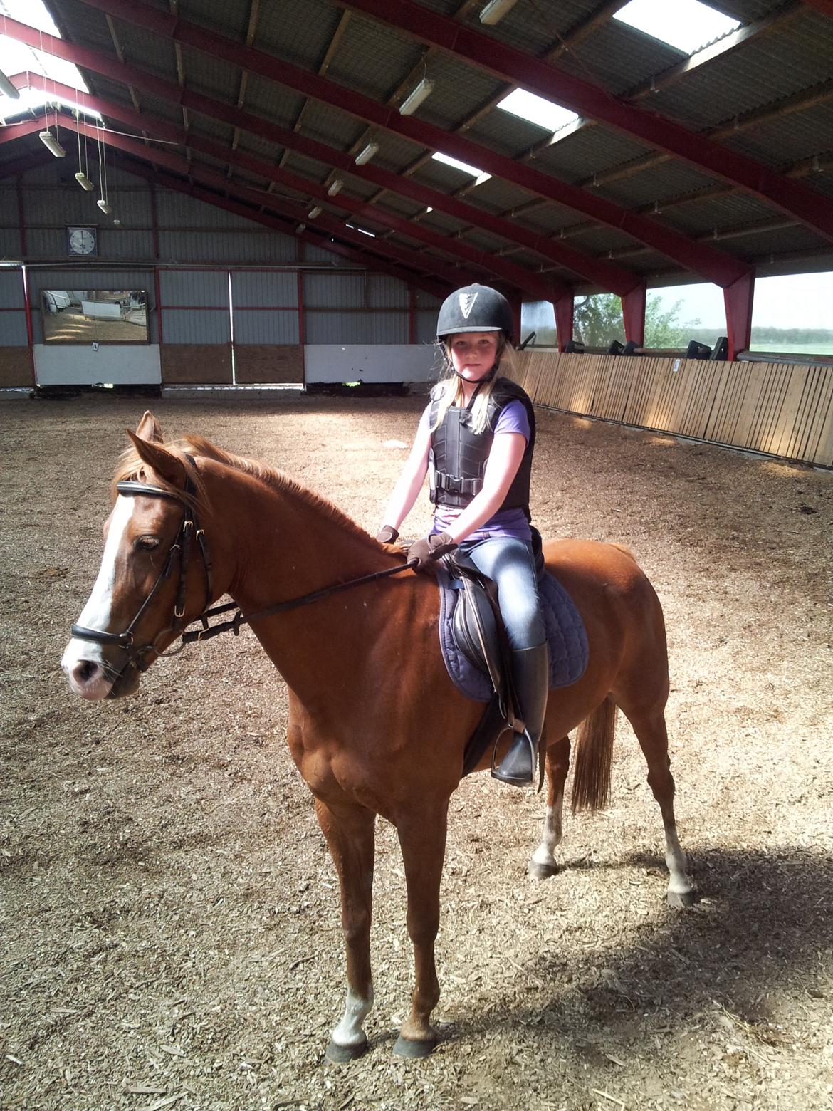 Welsh Cob (sec D) Star - Første gang jeg prøvede Star (2012) billede 9