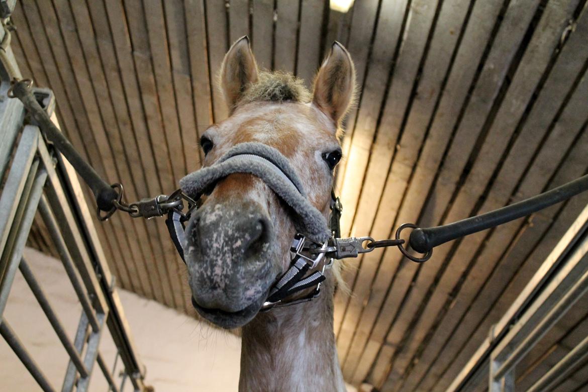 Anden særlig race Little Kahlua  billede 17