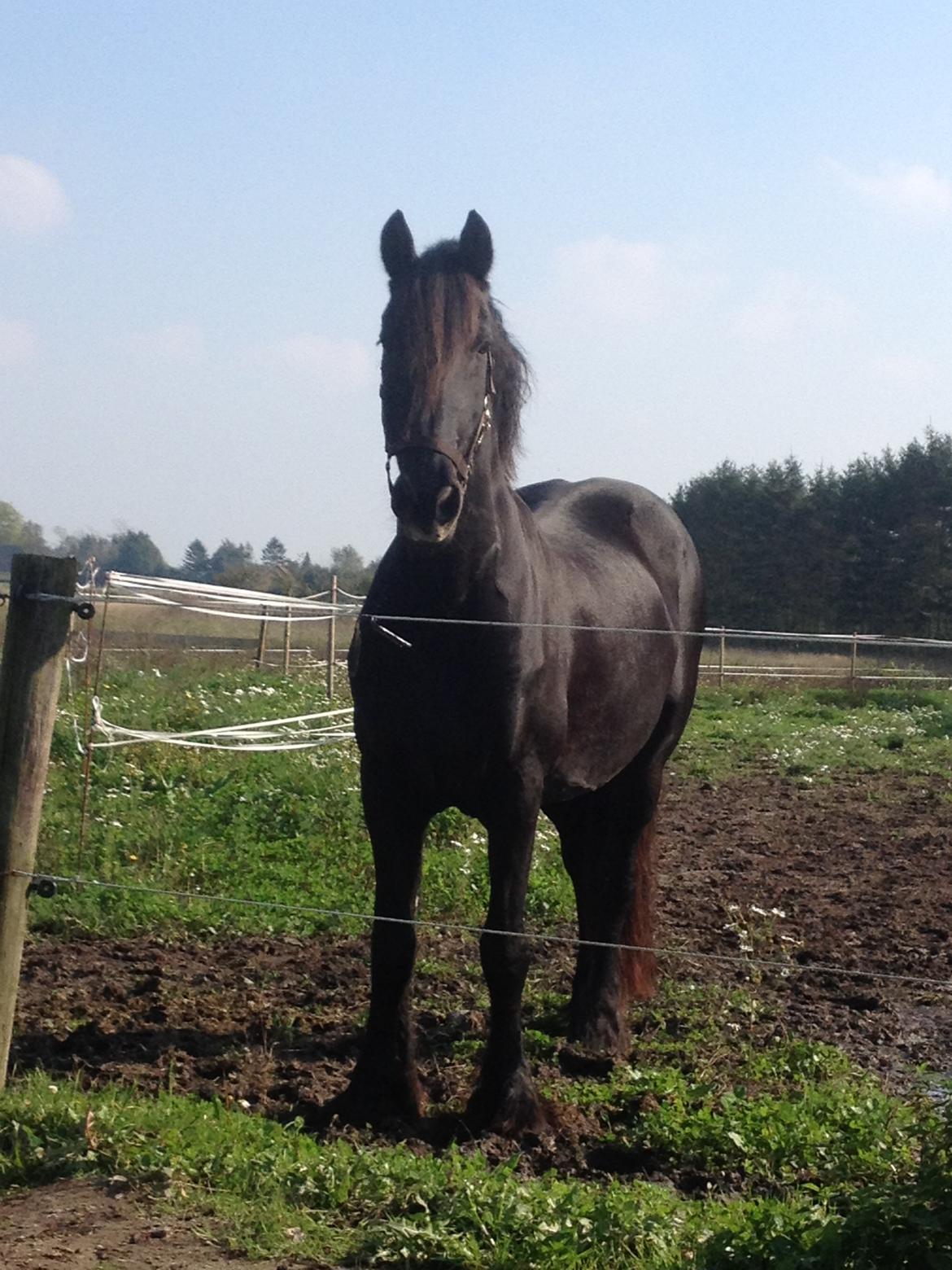 Frieser Narda (himmelhest)  billede 3