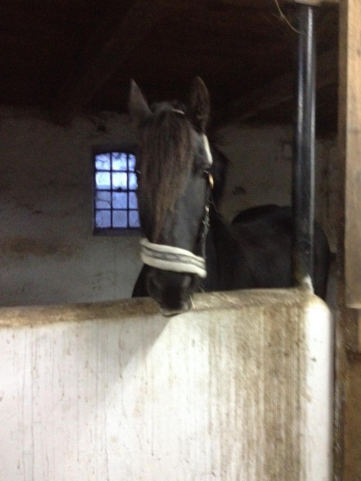 Frieser Narda (himmelhest)  billede 2