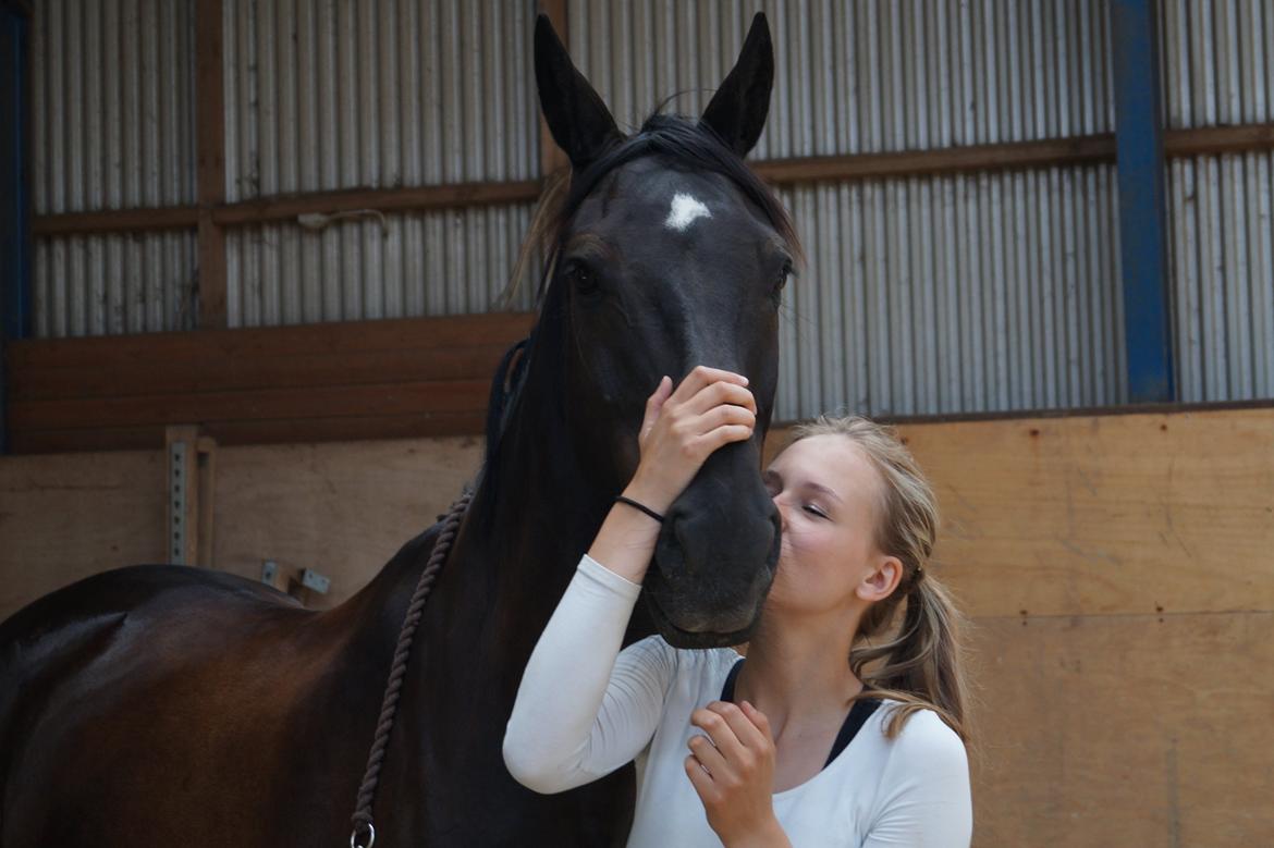 Dansk Varmblod Tekno - Et lille kys :* billede 11