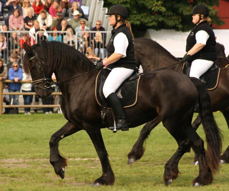 Frieser Narda (himmelhest)  - store hestedag 2011 dette billede er lånt fra tidligere ejer billede 5