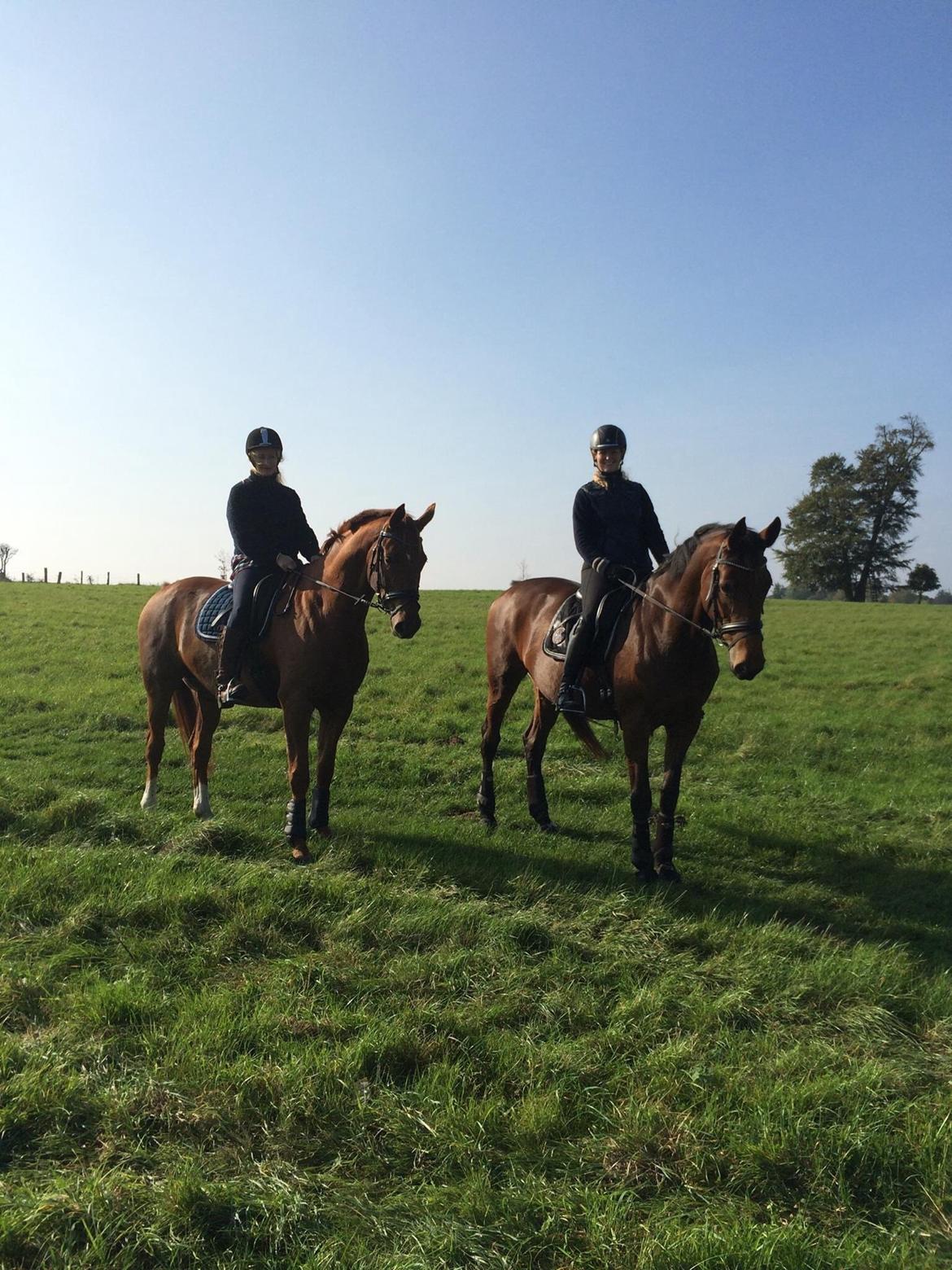 Dansk Varmblod Elmegårds Comma RIP billede 17