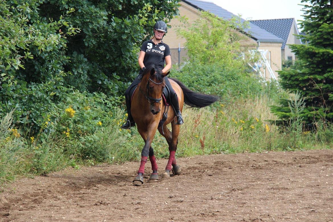 Dansk Varmblod Elmegårds Comma RIP billede 8