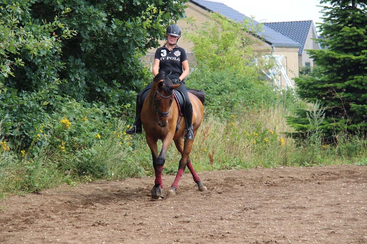 Dansk Varmblod Elmegårds Comma RIP billede 9