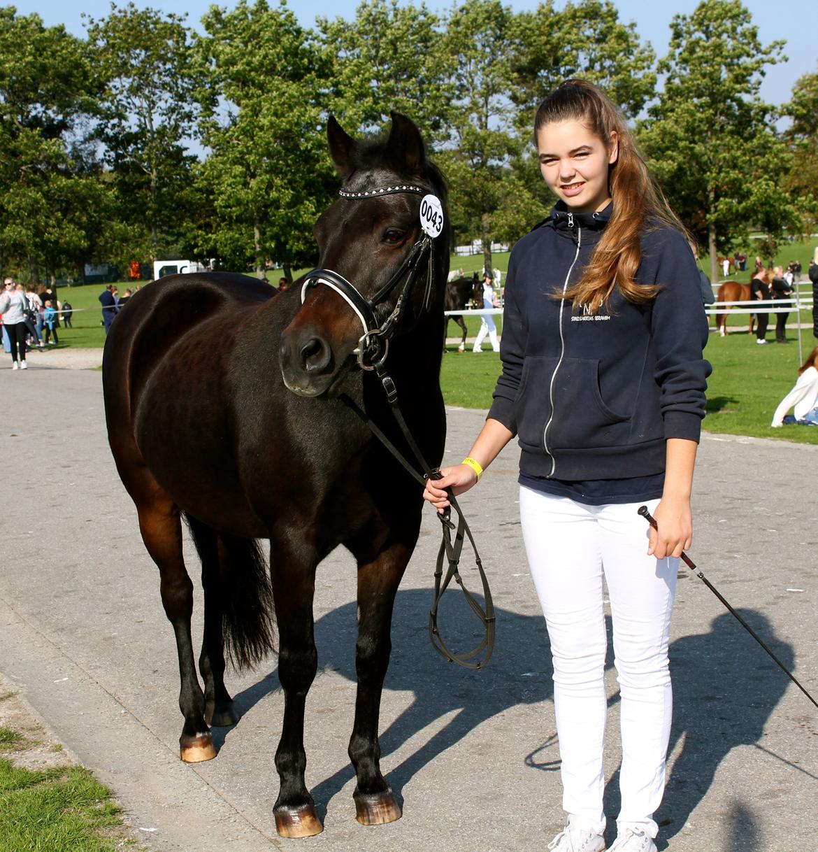 New Forest Staldbakkens Ibrahim <3 - St. Hestedag 2014, til NFskuet- Res. Best In Show <3  billede 4