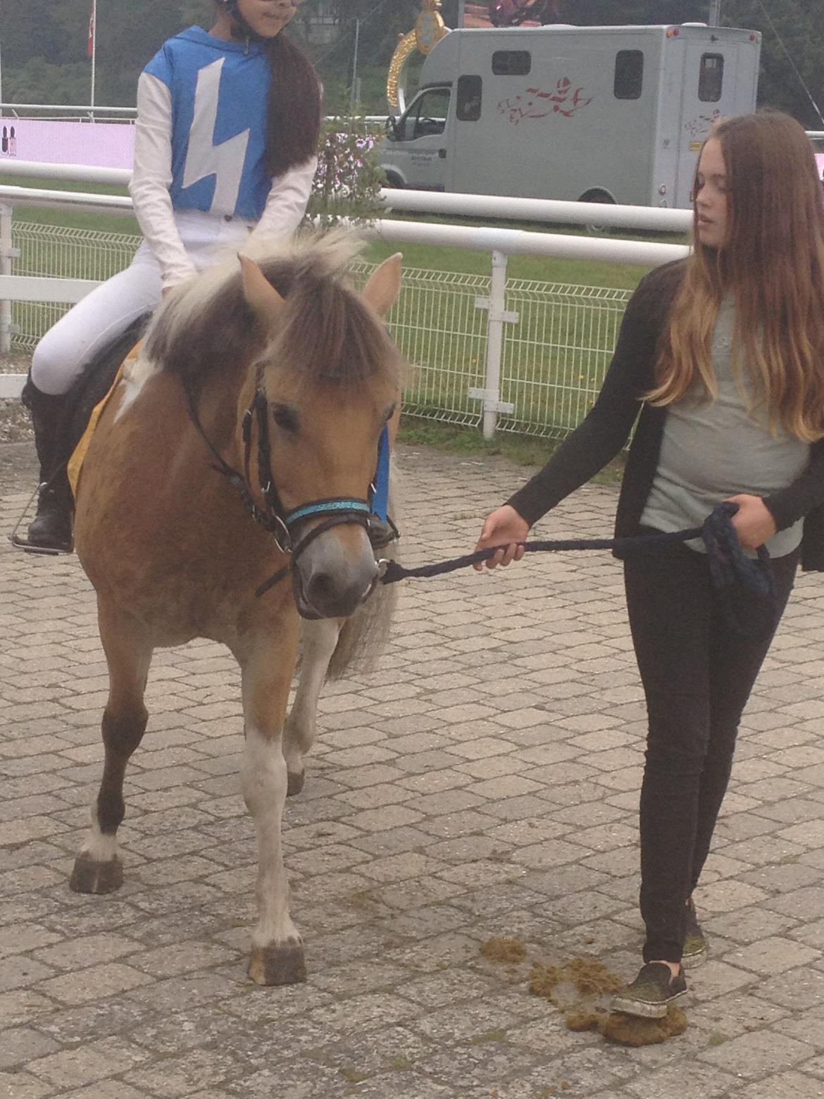 Anden særlig race Nice Suprice (Connie)  - 3plads...igen <3 billede 7