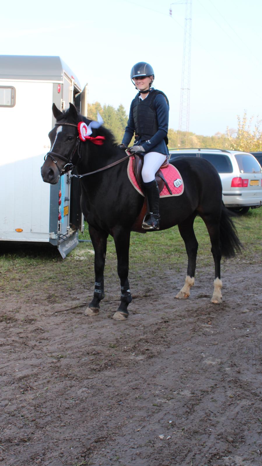 New Forest Hamborgs Express <3Klubmester 2014+2015 - 1. plads i LB* Boller rideklub billede 7