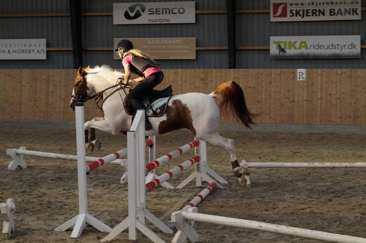 Tysk Sportspony Schirin 2(Sisse) - 1. undervisning V/Tommy Lundby. billede 10