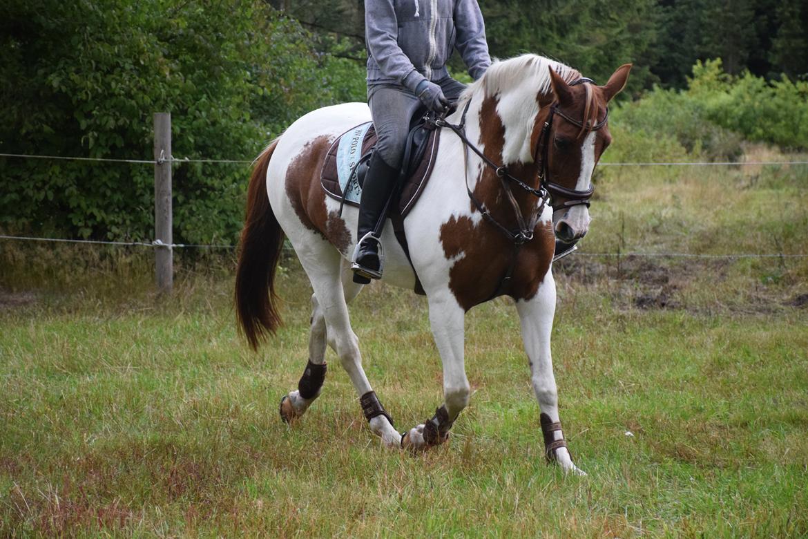 Tysk Sportspony Schirin 2(Sisse) - Første springtræning hjemme.  billede 6