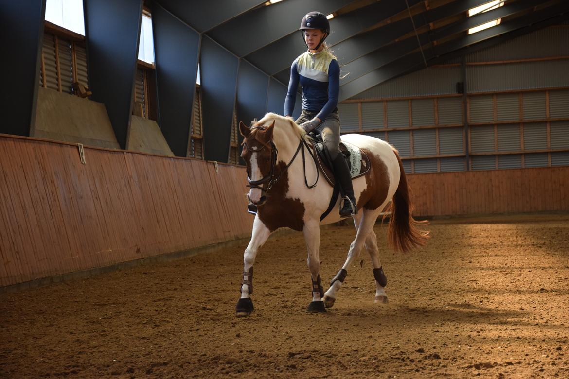 Tysk Sportspony Schirin 2(Sisse) billede 18