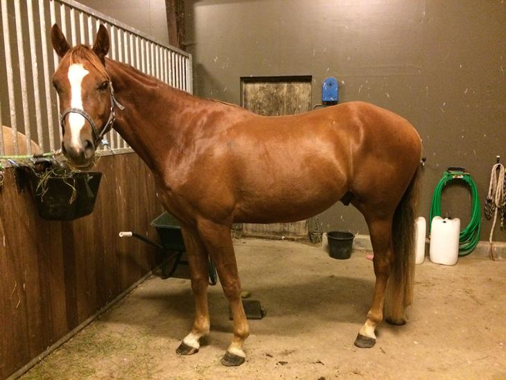 {{currentPhoto.altText}} billede {{currentPhoto.number}}