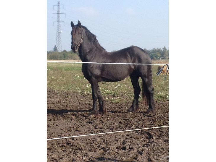 {{currentPhoto.altText}} billede {{currentPhoto.number}}